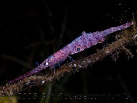 Night diving, black sand, Indonesia. by Gregory Sin 