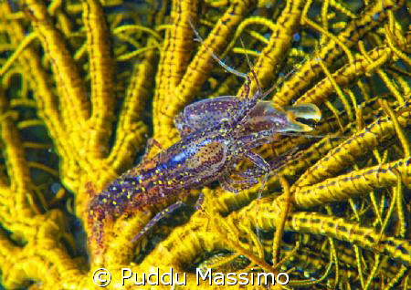 Inside the crinoid,nikond2x 105mm macro by Puddu Massimo 