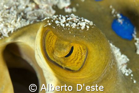 Stynray's eye - Nikon D70S - 105 macro - DS160 by Alberto D'este 
