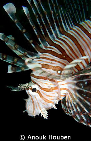 Lionfish. Picture taken on the second reef off Negombo, S... by Anouk Houben 