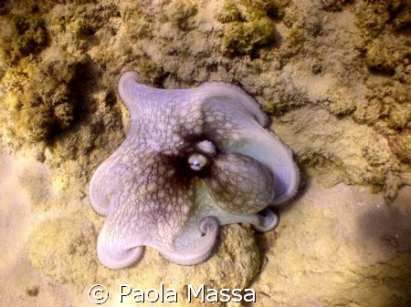 octopus
natural ligth, Olympus 8080 wide angle by Paola Massa 