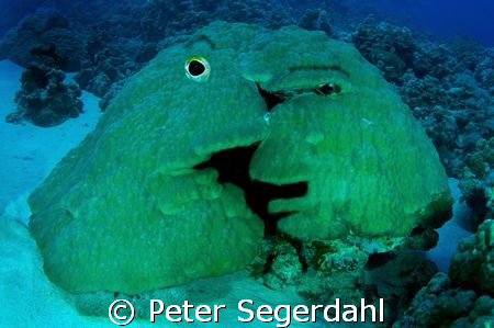 Coral Love! by Peter Segerdahl 