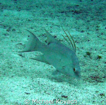 Hog Fish on Abbey Too, on the third reef line off the bea... by Michael Kovach 