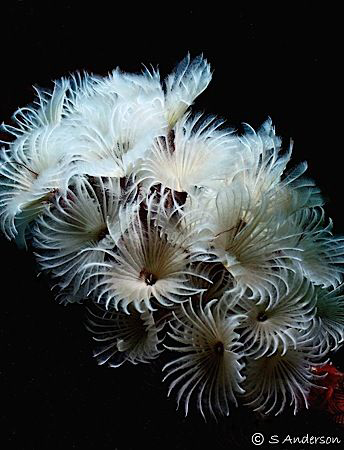 This photo was taken a Yucab Reef, off Cozumel last month... by Steven Anderson 