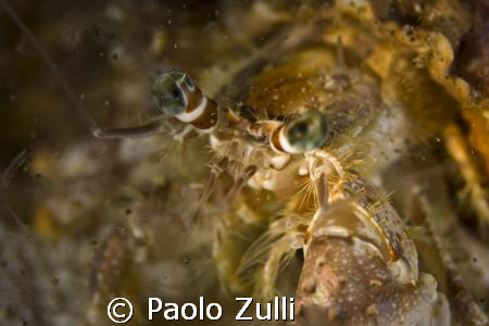 "dardanus pedunculatus"450d canon+60 macro. by Paolo Zulli 