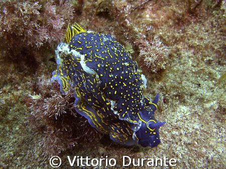 Hypselodoris Picta by Vittorio Durante 