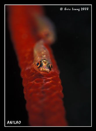 smile by Eric Leong 