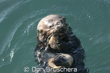 Watched this California Sea Otter dive repeatedly. He fin... by Don Bruschera 