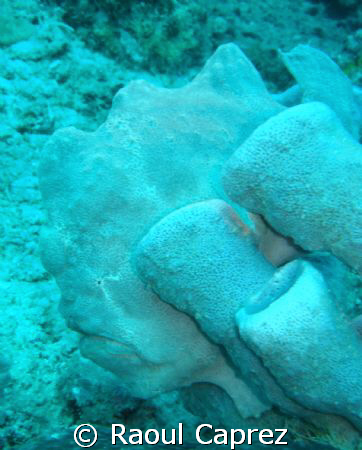 Frog fish by Raoul Caprez 