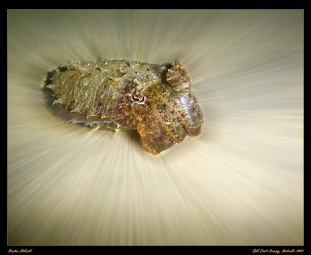 Photoshop CS3, Cuttle Fish in the Gold Coast Seaway, Aust... by Stephen Holinski 