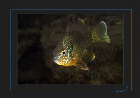 Pumpkinseed (Lepomis gibbosus) by Sven Tramaux 