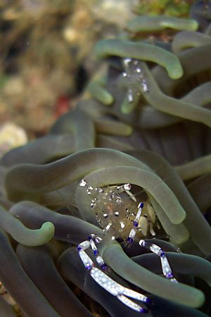 Two in one.... Casio exilim by Andrew Macleod 