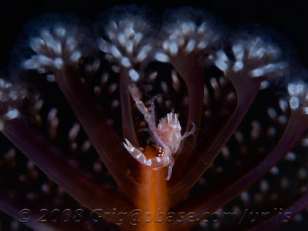 Night diving, black sand ;o) by Gregory Sin 
