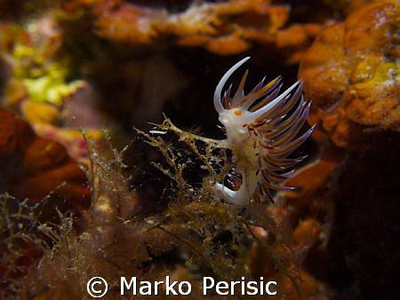 Migrating Aeolid (cratena peregrina) by Marko Perisic 