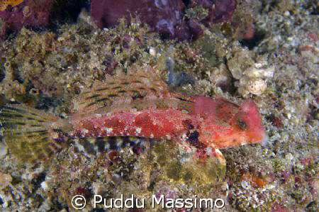 red dragonet,nikon d2x 105mm macro by Puddu Massimo 