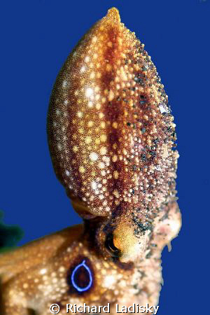The very rare two-ringed blue ring octopus with only two ... by Richard Ladisky 