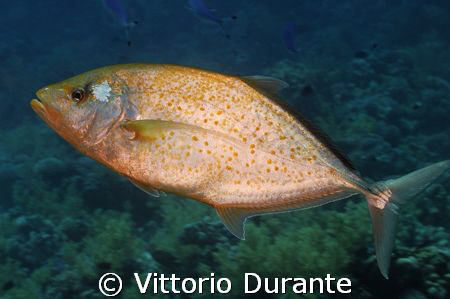 Carangoides Bajad by Vittorio Durante 