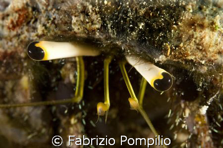 paguro special eyes!!!!!!!!!!!
canon 400d + 60 macro canon by Fabrizio Pompilio 