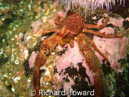 Squat Lobster taken off St Abbs Head with a Canon A570is by Richard Toward 