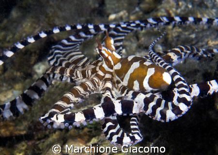 Magic octopussy,wunderpussy
Nikon D200, 60 micro, twin s... by Marchione Giacomo 