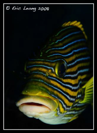 Sweet Lips by Eric Leong 
