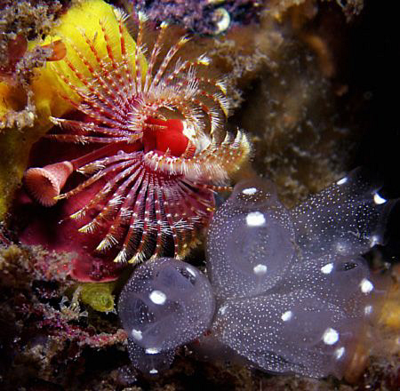 Fan worm and tunicates, Clovelly by Doug Anderson 