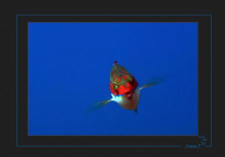 A Mediterranean rainbow wrasse (Coris julis) by Sven Tramaux 