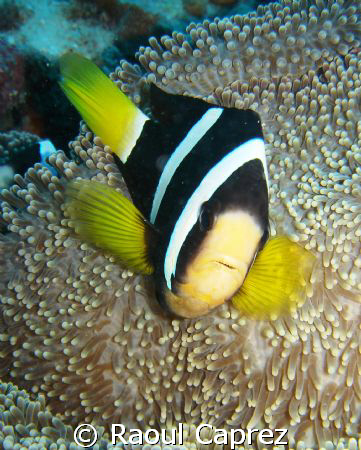 Clown fish defending his anemone by Raoul Caprez 