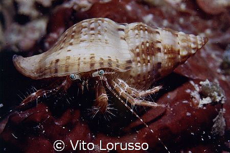 Crabs - Pagurus  anachoretus by Vito Lorusso 