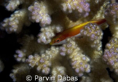a shy hawkfish by Parvin Dabas 