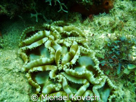 THe Inside Reef at Lauderdale by the sea by Michael Kovach 