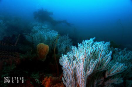 Underwater garden off north coast of Taiwan. by Steve Kuo 