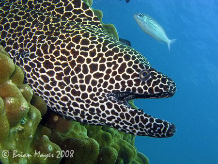 A large Honeycomb Moray (Gymnothorax favagineus) coming o... by Brian Mayes 