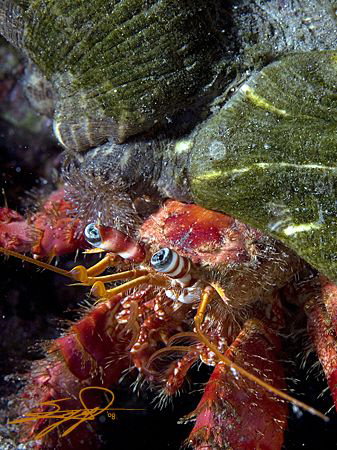 Hermit Crab. by Nicholas Samaras 