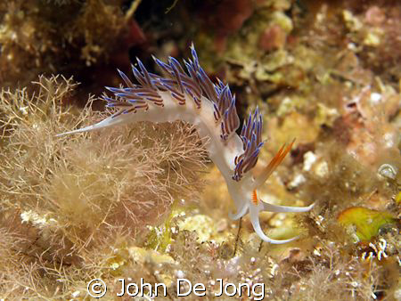 Cratena peregrina, shot in Spain this summer. by John De Jong 