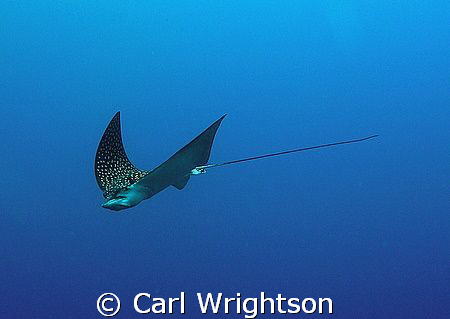 White Spotted Eagle Ray down at 30m off Grand Cayman. Tak... by Carl Wrightson 
