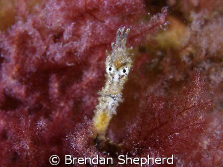 I was amazed to find this tiny juvenile Short Headed Seah... by Brendan Shepherd 