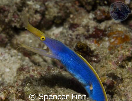 Ribbon Eel, Similan Island's, Thailand. 60mm. by Spencer Finn 