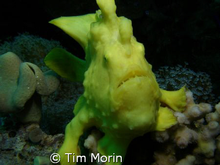 "Ribit"  Took this photo off of Coral Island in the Red S... by Tim Morin 