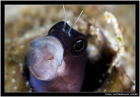 Tiered, bored, hungry that the question? by Yves Antoniazzo 