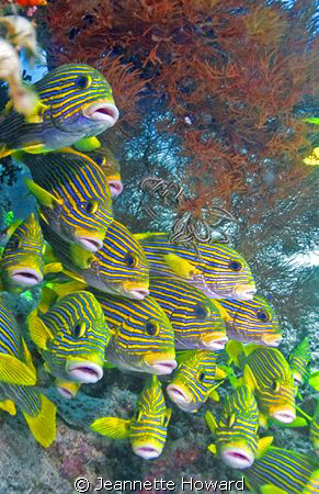 Best group of Sweet Lips I have ever seen, they were posi... by Jeannette Howard 