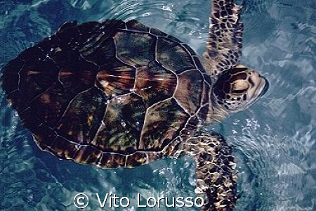 Turtles by Vito Lorusso 