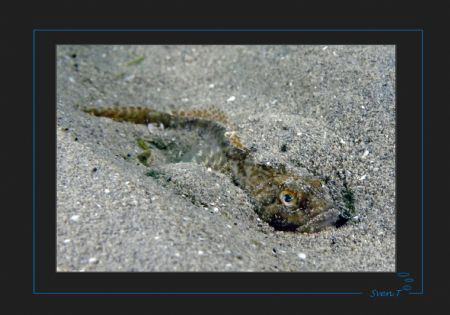 European bullhead, (Cottus gobio) by Sven Tramaux 