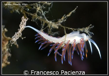 Cratena peregrina with eggs. Nikon D60 in Easydive housin... by Francesco Pacienza 