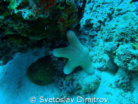 Beautiful sea star by Svetoslav Dimitrov 