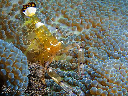 Anemone commensal shrimp (Periclimenes brevicarpalis) - P... by Marco Waagmeester 