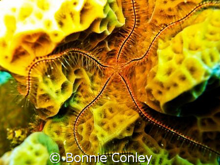 Merry Christmas from the Lone Star State! by Bonnie Conley 