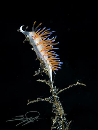 Nudi on Top !! by Nicholas Samaras 