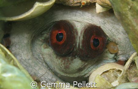 Little Octopus....tucked away in its home.....
Canon G9 by Gemma Pellett 