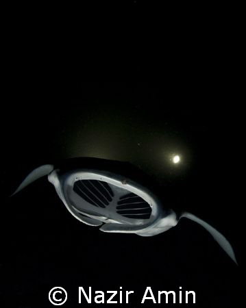 Manta on Black, Raja Ampat by Nazir Amin 